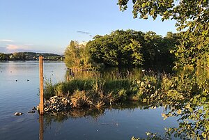 Rheinufer Revitalisierung
