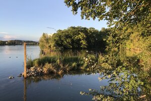 Renaturierung Rhein Petribucht